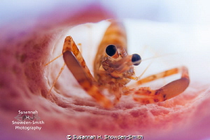 A two claw shrimp peers out from a purple vase sponge. Th... by Susannah H. Snowden-Smith 